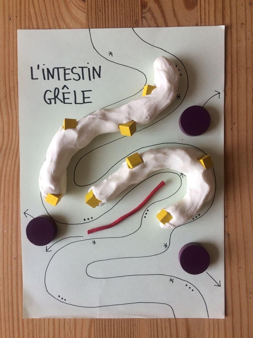 Les elèves font les étapes de la digestion avec de la pâte à modeler