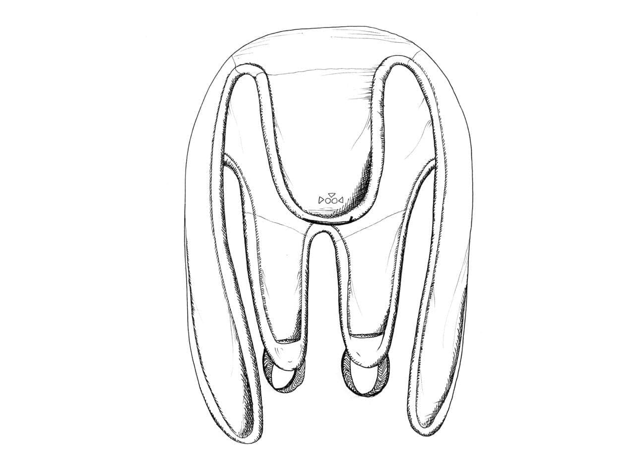 dessin au trait du poulpe